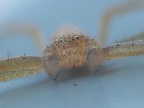 Philodromus sp.